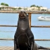 lion_sea_galapagos_san_v_0099_ecu2296.jpg